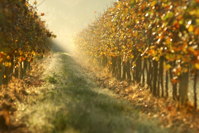 il vigneto