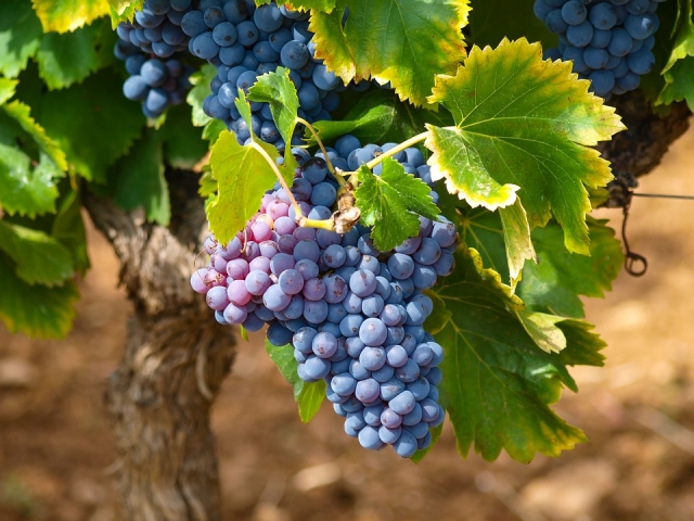  Wo der Wein herkommt 