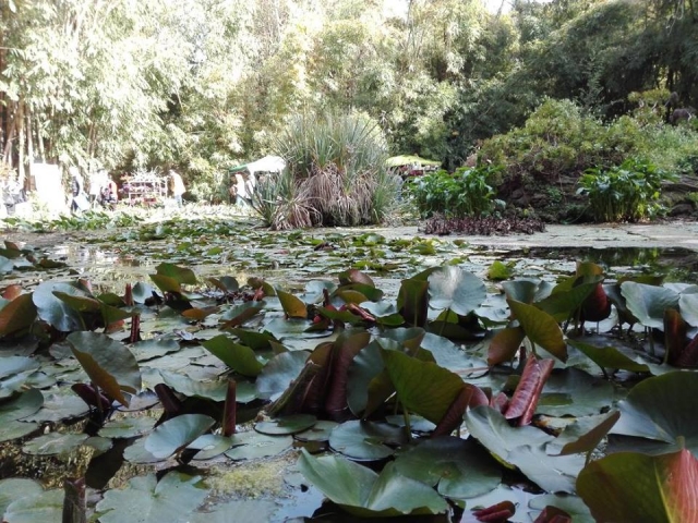 Il giardino botanico