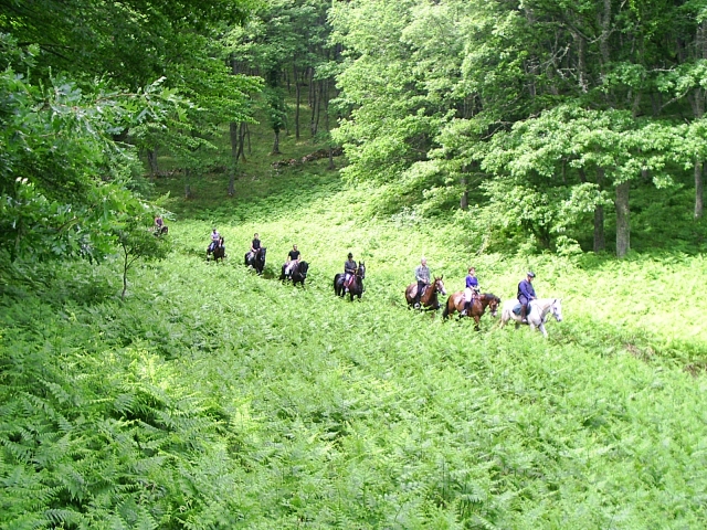 a spasso nella foresta
