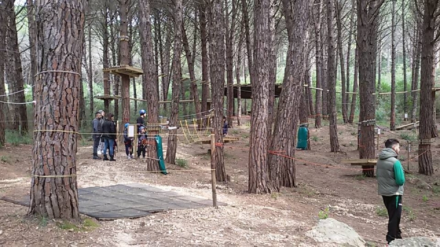  Paths among the trees 