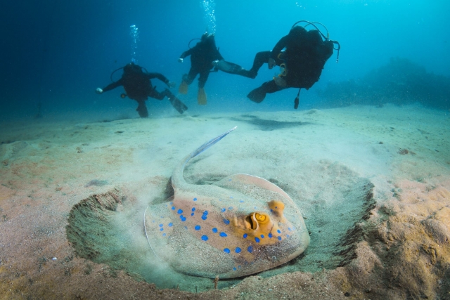 para descubrir el fondo marino 