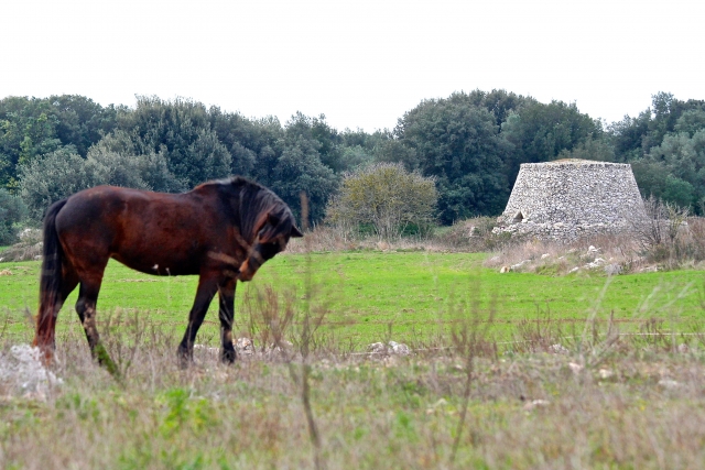  un caballo de pastoreo 