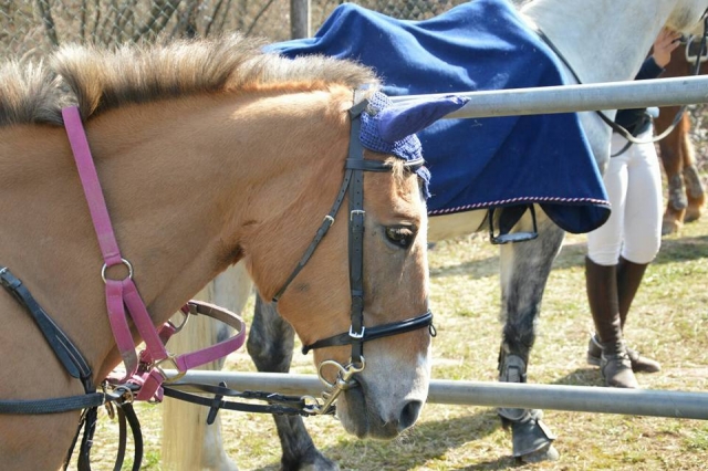Meraviglioso cavallo