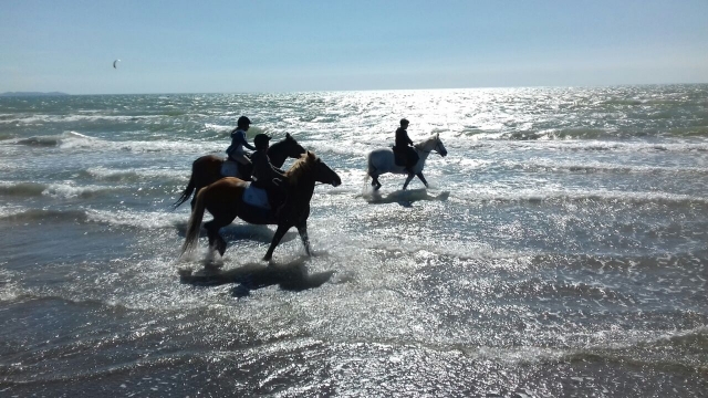  Sea and horse 