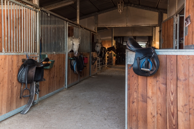  Stables and horses 