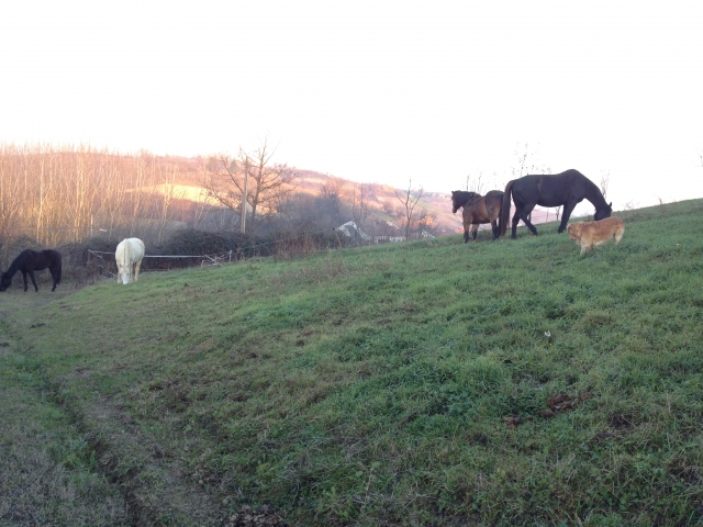  Horses in paddock 