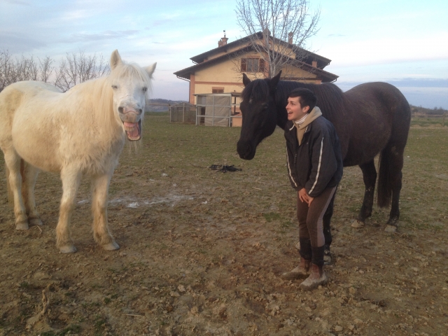  happy horses in herd 