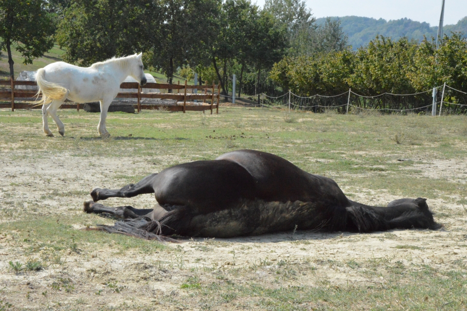 horses in harmony horses in harmony