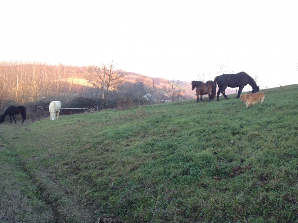 Horses in paddock Horses in paddock