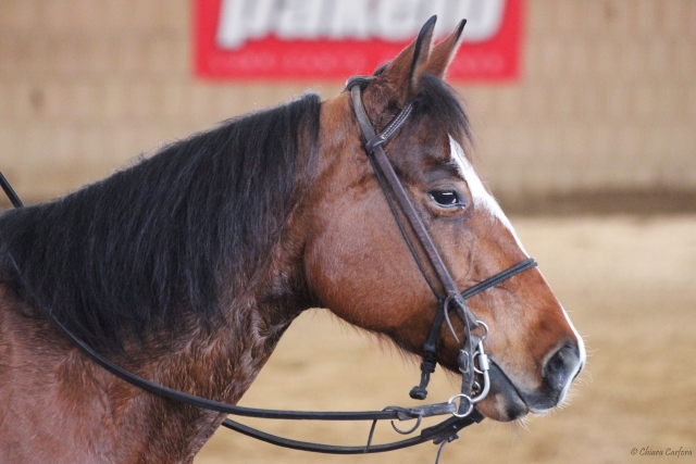  Horse Brown 