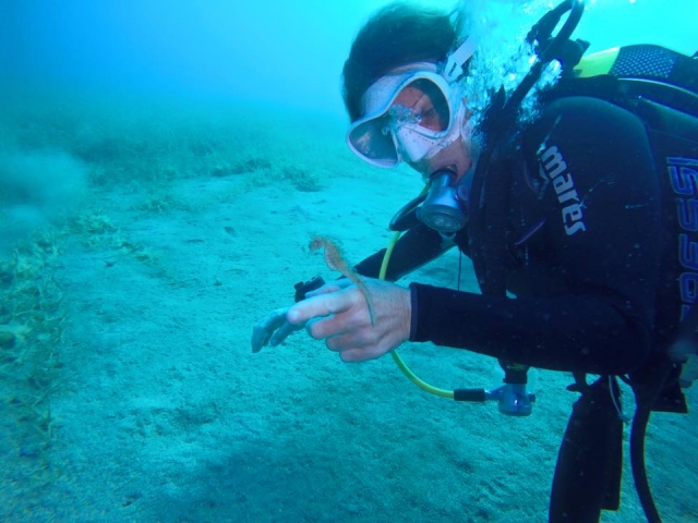  Discovering seahorses 