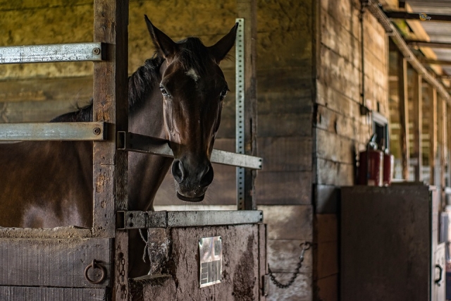  cavalo na caixa 