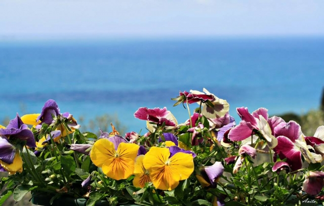  die Blumen der Küste 