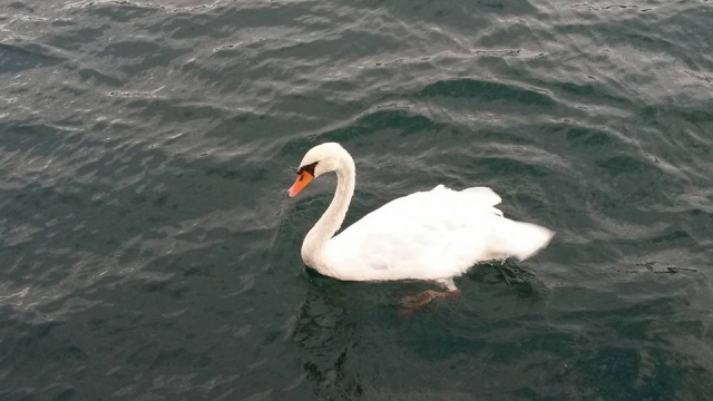  海上邂逅 