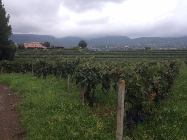  Vineyards of the area 