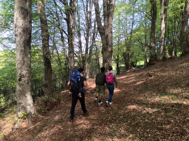  Trekking in the woods 