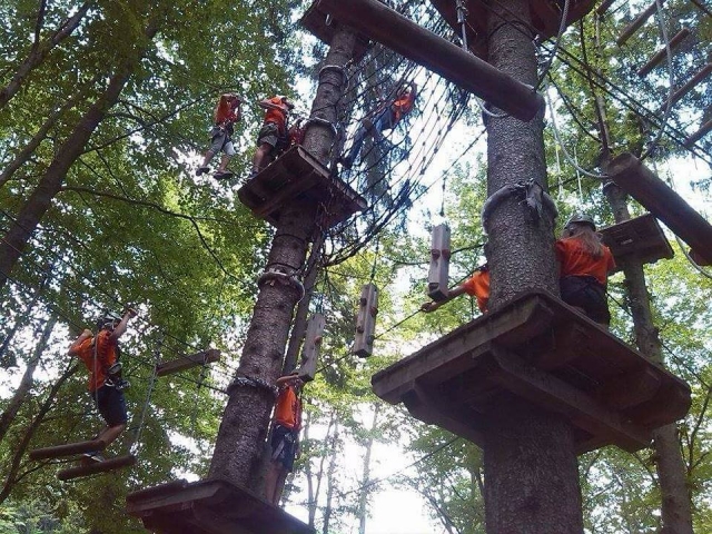Sugli alberi