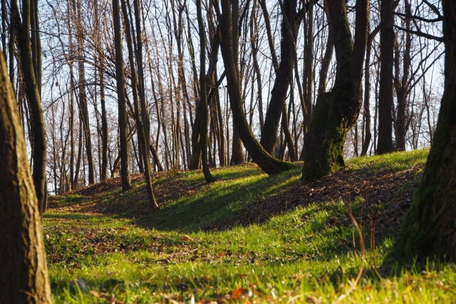 A passeggio tra i boschi