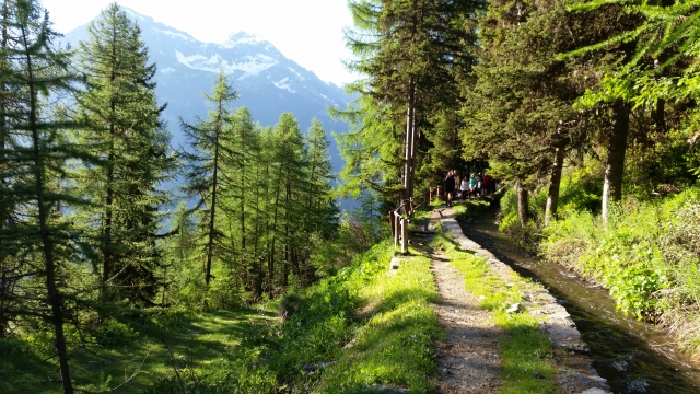  a lo largo del bosque