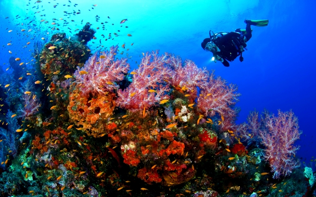  meraviglie merine 