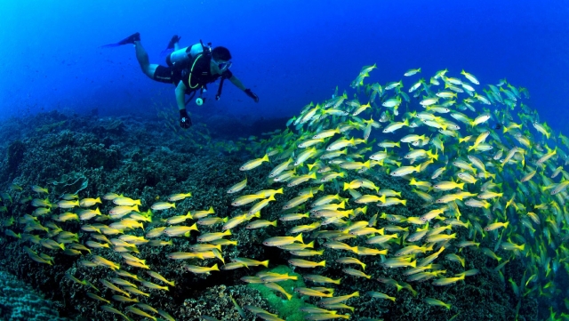 what you will find underwater