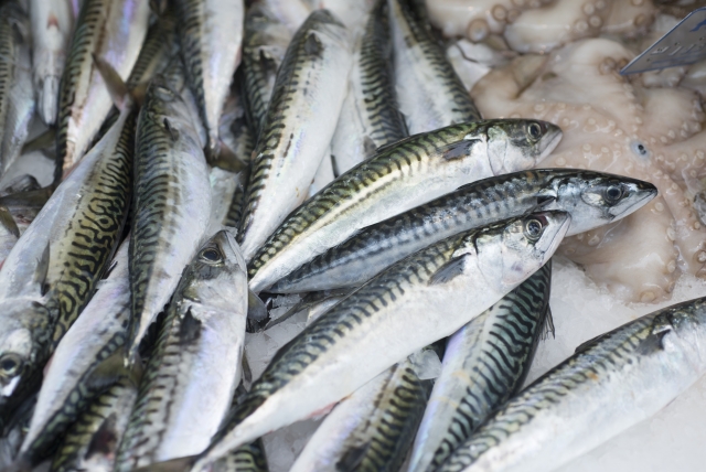  pesce azzurro