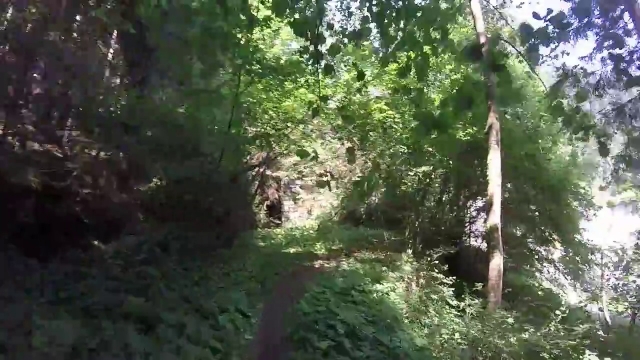  Sie würden einen Wald verlieren, also 