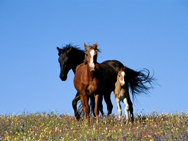  espera diferentes tipos de caballos 
