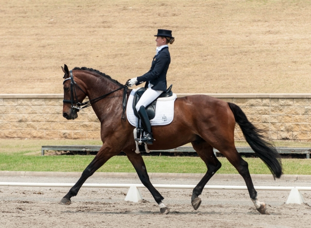  Dressage 