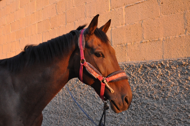  Uno de nuestros caballos 