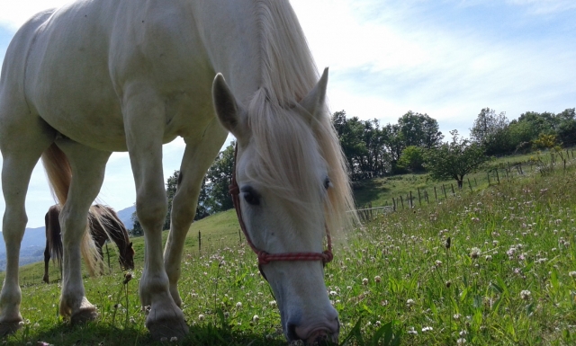  In our meadows