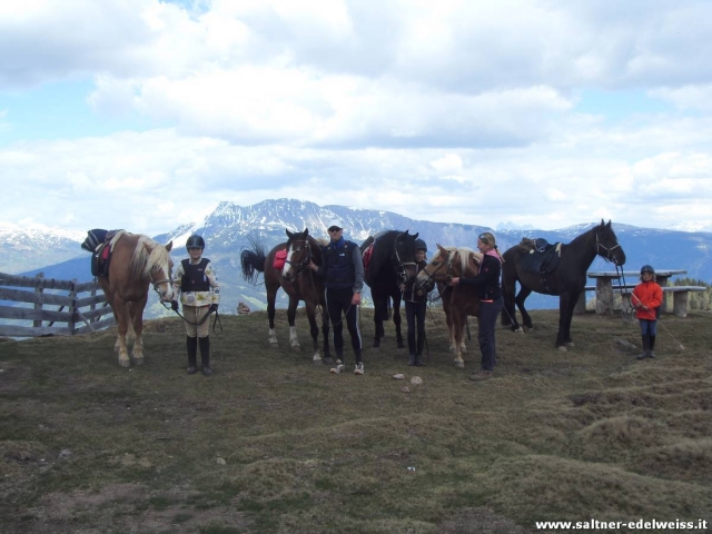  nos merveilleux chevaux 