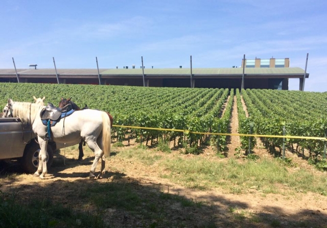 Di fianco ai vigneti