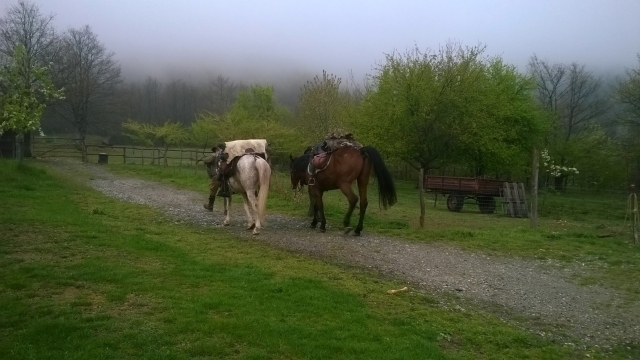  Nos chevaux vont se reposer après un trekking 