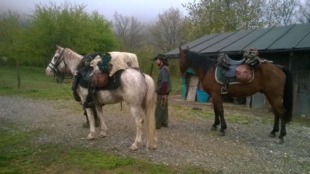  nos beaux chevaux