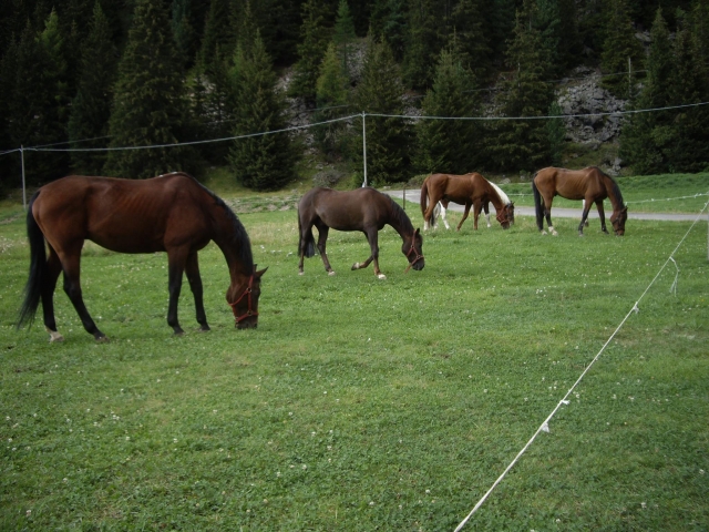  algunos de nuestros caballos 