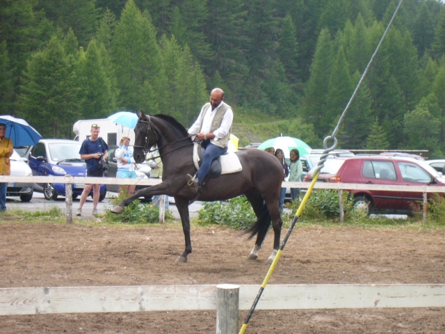  Unsere fantastischen Hengste 