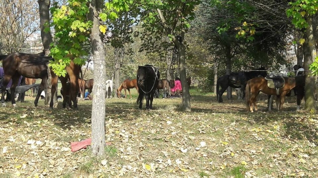 i cavalli nel maneggio