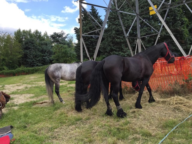 Nossos animais esplêndidos 