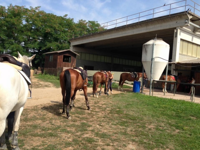 alcuni dei nostri cavalli