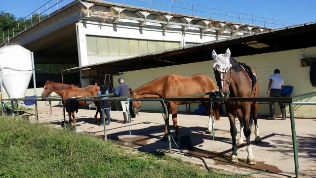 vieni a scoprire la dolcezza dei nostri equini