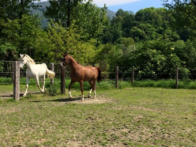  Nuestros caballos son libres de naturaleza 