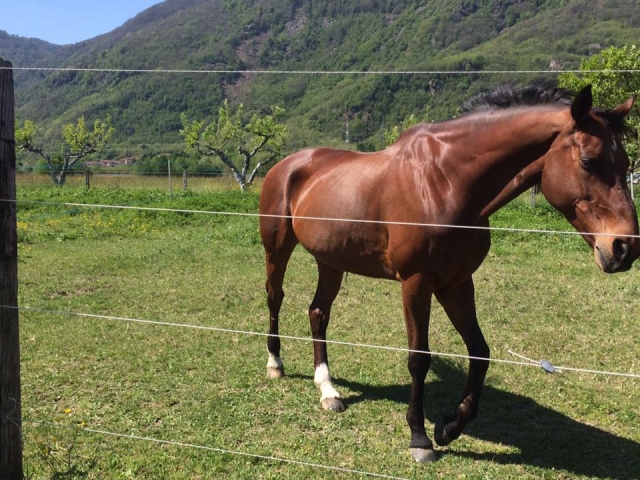  uno de nuestros caballos fantásticos 