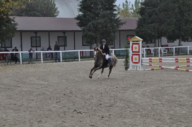  Everything there is to learn about the art of the horse here you can find it 