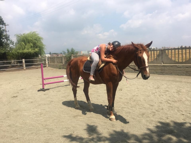  our horses are very sweet 