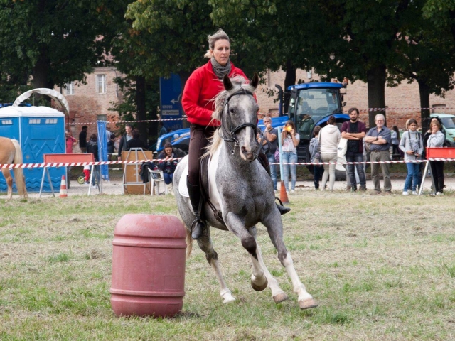 Holiday Horse