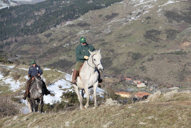  Les chevaux comme meilleurs amis 