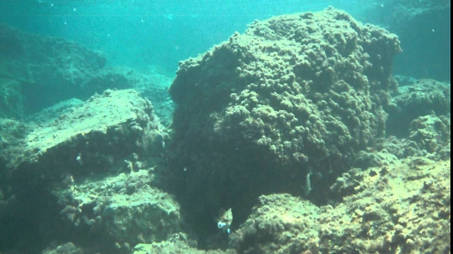  独特的海底 