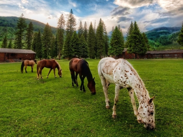  i nostri cavalli si riposano dopo a passeggiata 